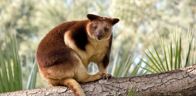 Giant tree-kangaroos once lived in unexpected places all over Australia, according to major new analysis