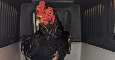 Sainsbury's staff find cockerel 'cruelly' dumped in bin bag and bound with tape at store