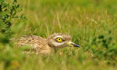 Country diary: A stone-curlew glides into view like a mad little yacht