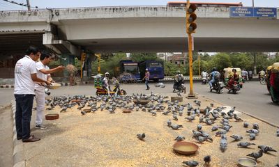 Rare birds: how Delhi brothers’ avian ambulance service has taken wing