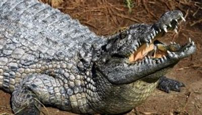 First crocodile virgin birth recorded