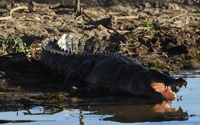 Fatal attack on fisherman by two crocodiles may be a first