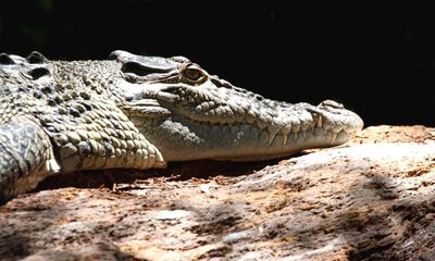 Queensland inquiry hears fatal crocodile attack likely first involving two of the reptiles