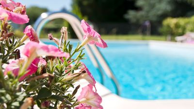 How to remove pollen from a pool – 5 ways to ensure your water stays fresh and clean