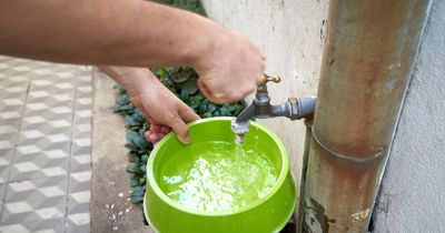The reason you should always leave a bowl of water in your garden in summer