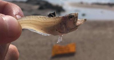 Tiny poisonous fish are in the sand at Merseyside beaches