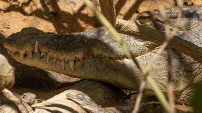 Crocodile murder mystery deepens following discovery of 2nd corpse with 'fileted' head