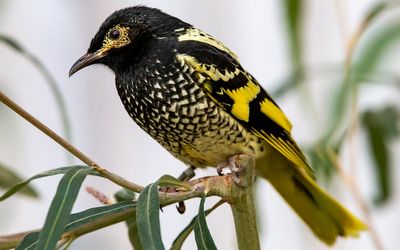 Clearing halted amid fears for endangered regent honeyeater