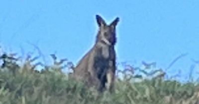 Walker spots wallaby 'bounding around' field on the outskirts of Bristol