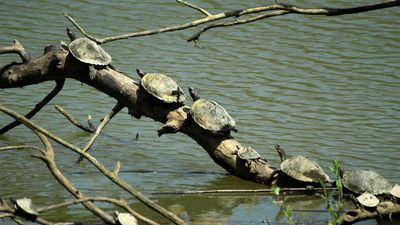Kaziranga mahouts caught for consuming rare turtles