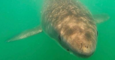 Dog walker solves mystery of missing great white shark after discovery on beach