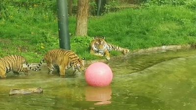 Tiger cubs make a splash in paddling pool as ZSL London Zoo Nights return