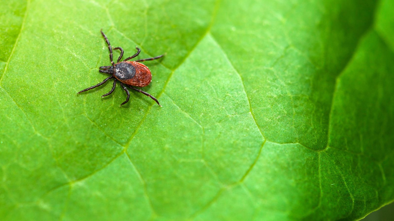 tick-alert-how-to-protect-your-lawn-family-from-the-dangerous-tick