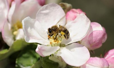 Insect decline a threat to fruit crops and food security, scientists warn MPs