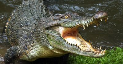 'Virgin' crocodile in zoo makes itself pregnant in world first