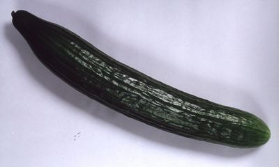 Why our autocorrected cucumber wasn’t cool