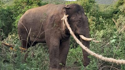 Elephant captured on Bandipur periphery