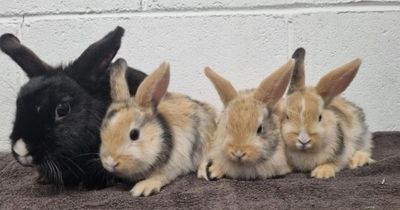 Ayrshire rescue centre-born beautiful rabbit and three baby bunnies looking for forever home