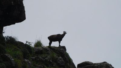 Five-member research team appointed for Project Nilgiri Tahr