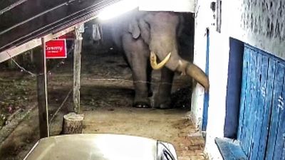 Wild tusker Padayappa raids grocery shop in Munnar