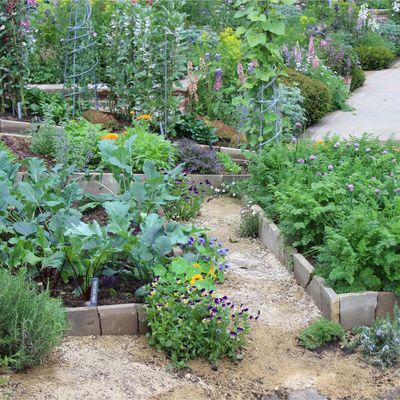 9 vegetables pretty enough to plant in flower beds for a true edimentals vibe
