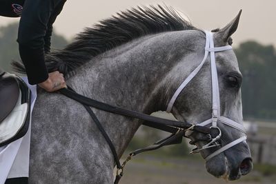 Bahrain stripped of endurance world title after equine dope case
