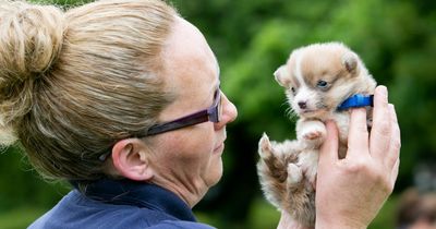 Huge concern as more animals abandoned and abused since pandemic ended