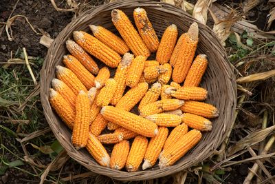 A heated debate over corn