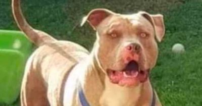 Dog attacks left 1,700 children in hospital last year as calls grow for action