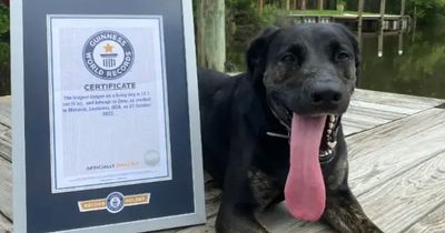 Labrador-German shepherd mix dog Zoey takes Guinness World Record for longest TONGUE