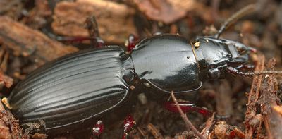 More than 60 billion leaf litter invertebrates died in the Black Summer fires. Here's what that did to ecosystems