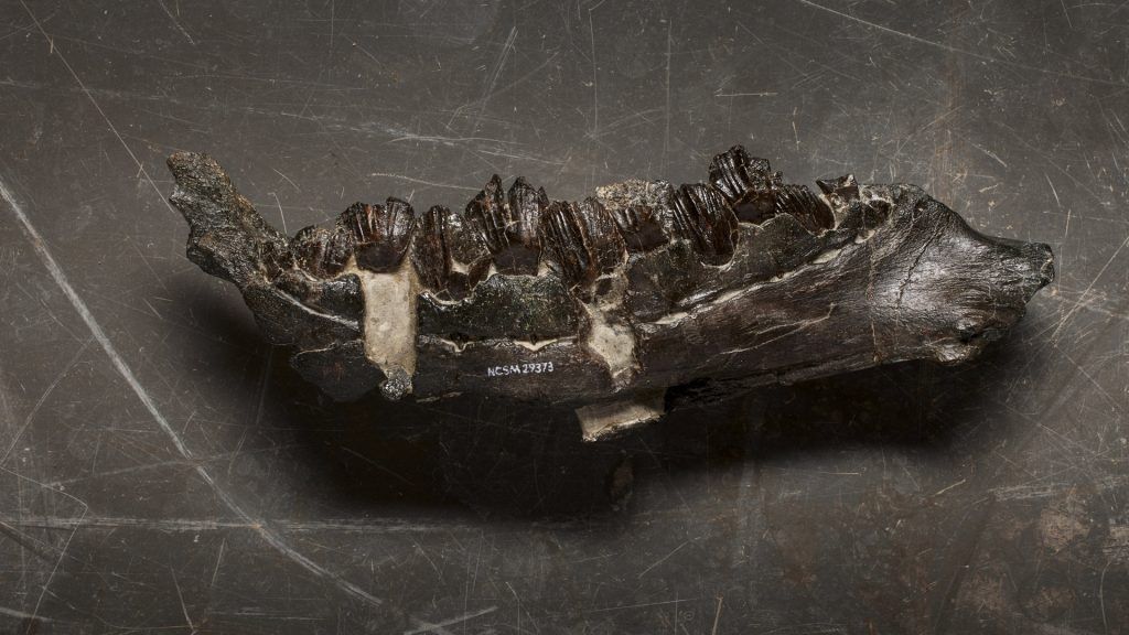 This Newly Discovered Dinosaur Was Vegetarian With…
