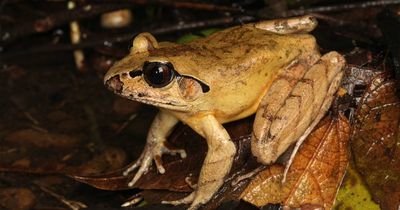 'It was a great relief': New frog identified, amid amphibian pandemic