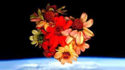 NASA's Image of the Day is a Space flower grown on the International Space Station