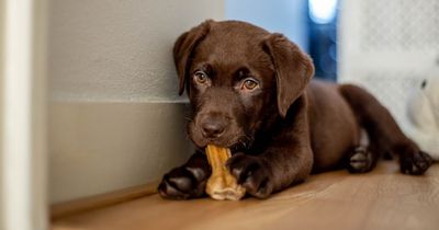 Vet shares list of common household foods that are toxic leaving dog owners shocked