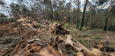 Has time been called on the native forest logging deals of the 1990s? Here's what the Albanese government can do