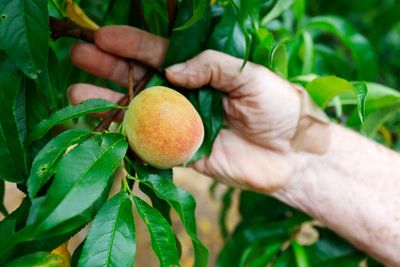 As winter warms, farmers in southern US find ways to adapt