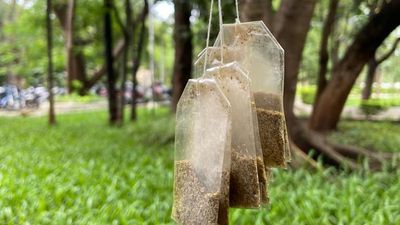 This World Oceans Day, we look at how Pune’s Zerocircle is crafting bio-soluble packaging from seaweed