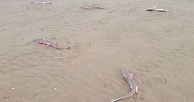 Dozens of sharks wash up on a beach in Wales