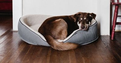 Dog expert confirms just how long your pet can be left home alone