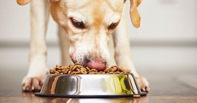 Vet issues urgent warning over list of foods you should never feed your dog