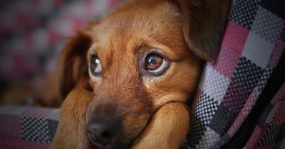 Vets list surprising everyday foods that are toxic to dogs