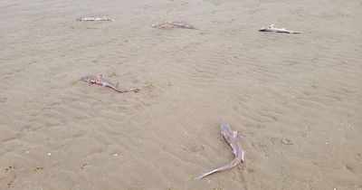 Dozens of small sharks wash up dead on UK beach leaving heartbroken locals stunned