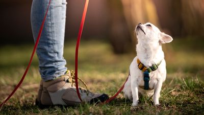 Trainer reveals one of the first things you should teach your dog while walking on a leash