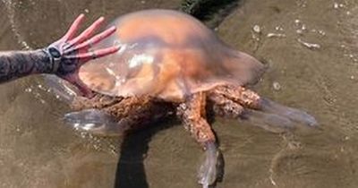 Man 'gobsmacked' as enormous jellyfish 'bigger than a car tyre' washes up on UK beach