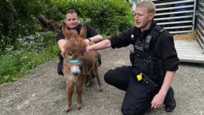Stolen miniature donkey foal is found