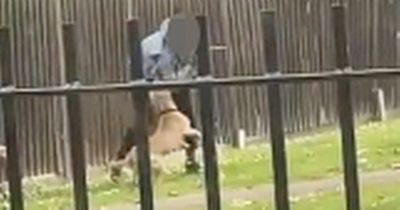 Horrifying moment woman mauled by three out-of-control dogs in park as she screams in pain