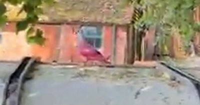 Pink pigeon baffles locals amid claims it was used for gender reveal