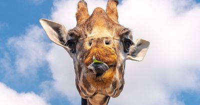 Tragedy as one of Scotland's oldest giraffes dies at Blair Drummond Safari age 22