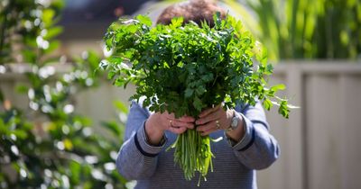 Mortified neighbour caught in the act of pinching next door's garden produce